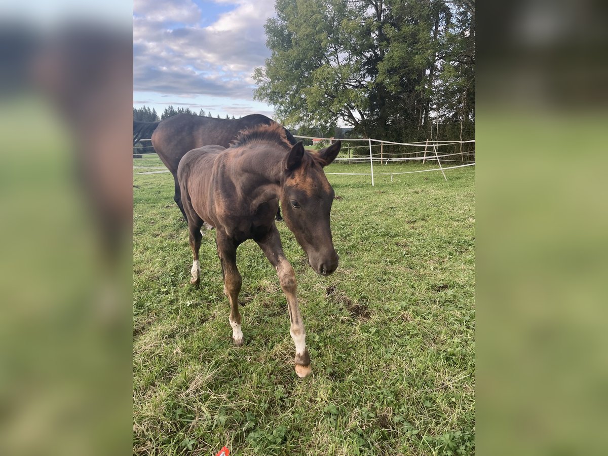 Cheval de sport allemand Étalon  Alezan brûlé in Marktoberdorf