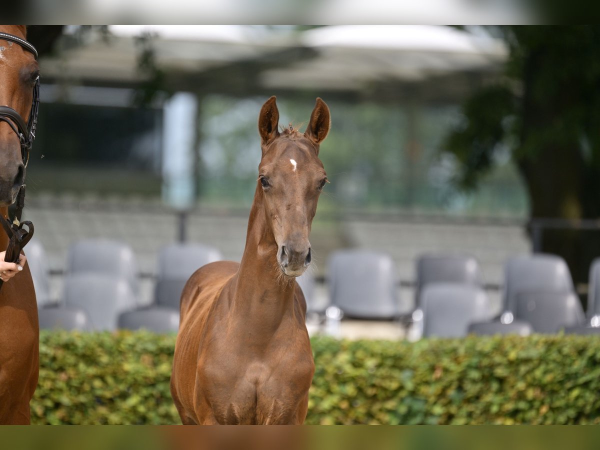 Cheval de sport allemand Étalon Poulain (05/2025) Alezan brûlé in Brandenburg an der Havel