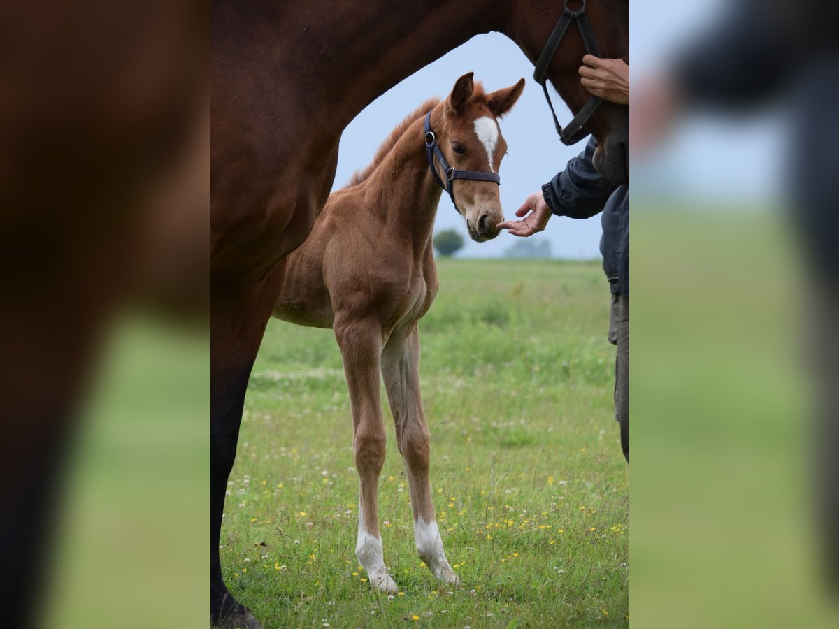 Cheval de sport allemand Étalon Poulain (05/2025) Alezan in Rhinow OT Kietz