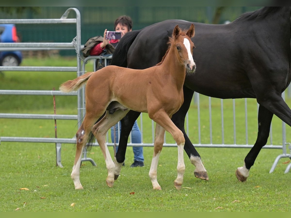 Cheval de sport allemand Étalon Poulain (05/2024) Alezan in Fronhofen