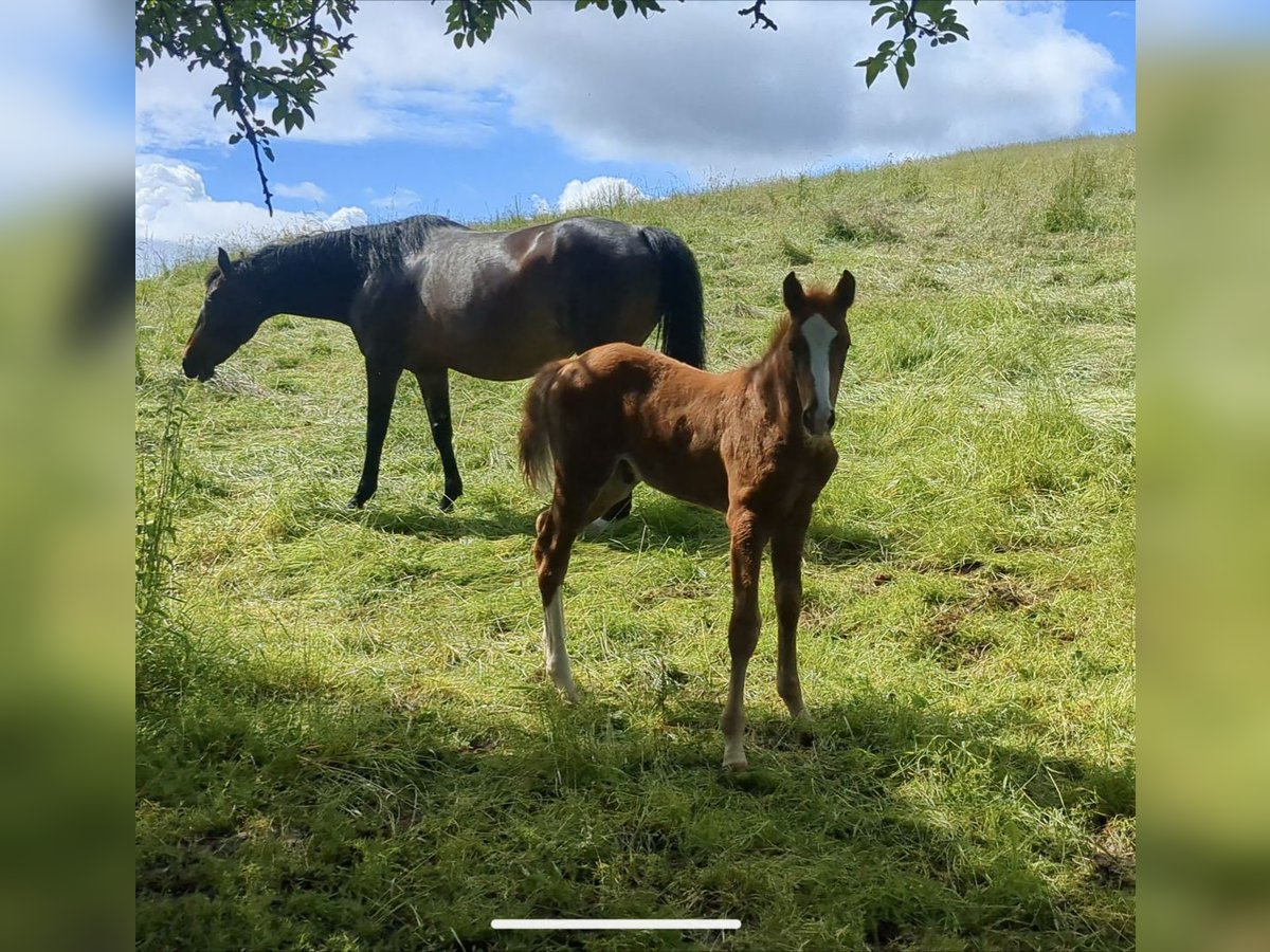 Cheval de sport allemand Étalon Poulain (04/2024) Alezan in Bad König