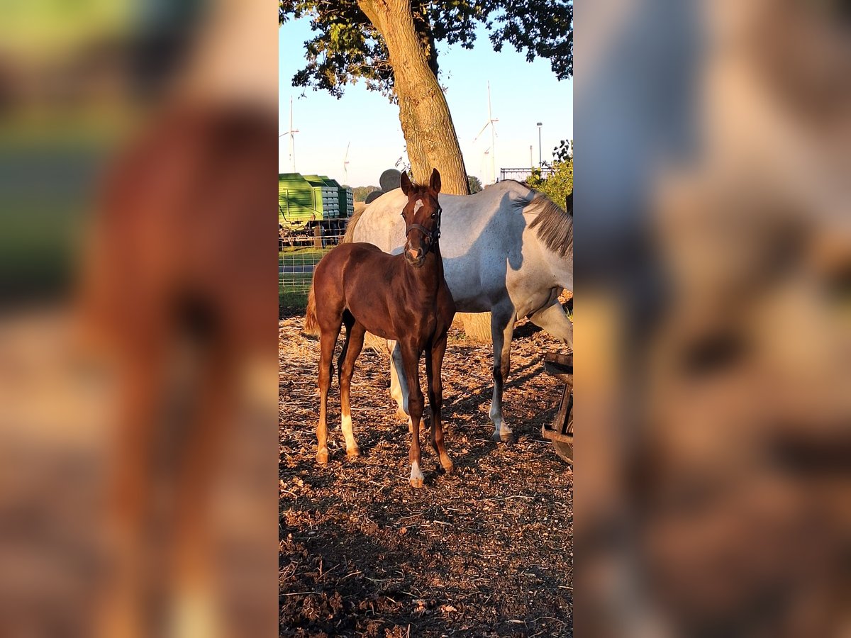 Cheval de sport allemand Étalon Poulain (05/2025) Alezan in Karst&#xE4;dt OT Bl&#xFC;then