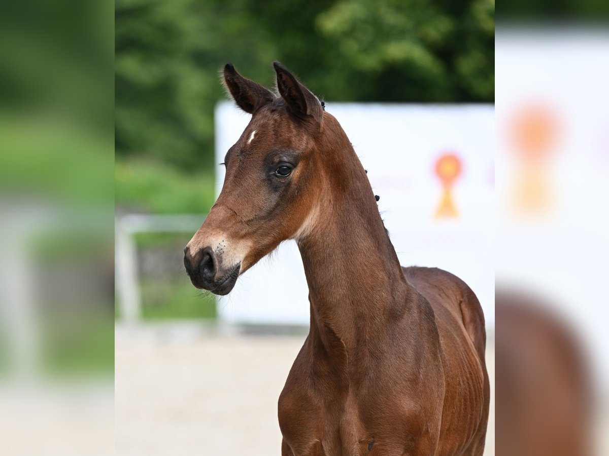 Cheval de sport allemand Étalon Poulain (05/2024) Bai brun in Uhingen