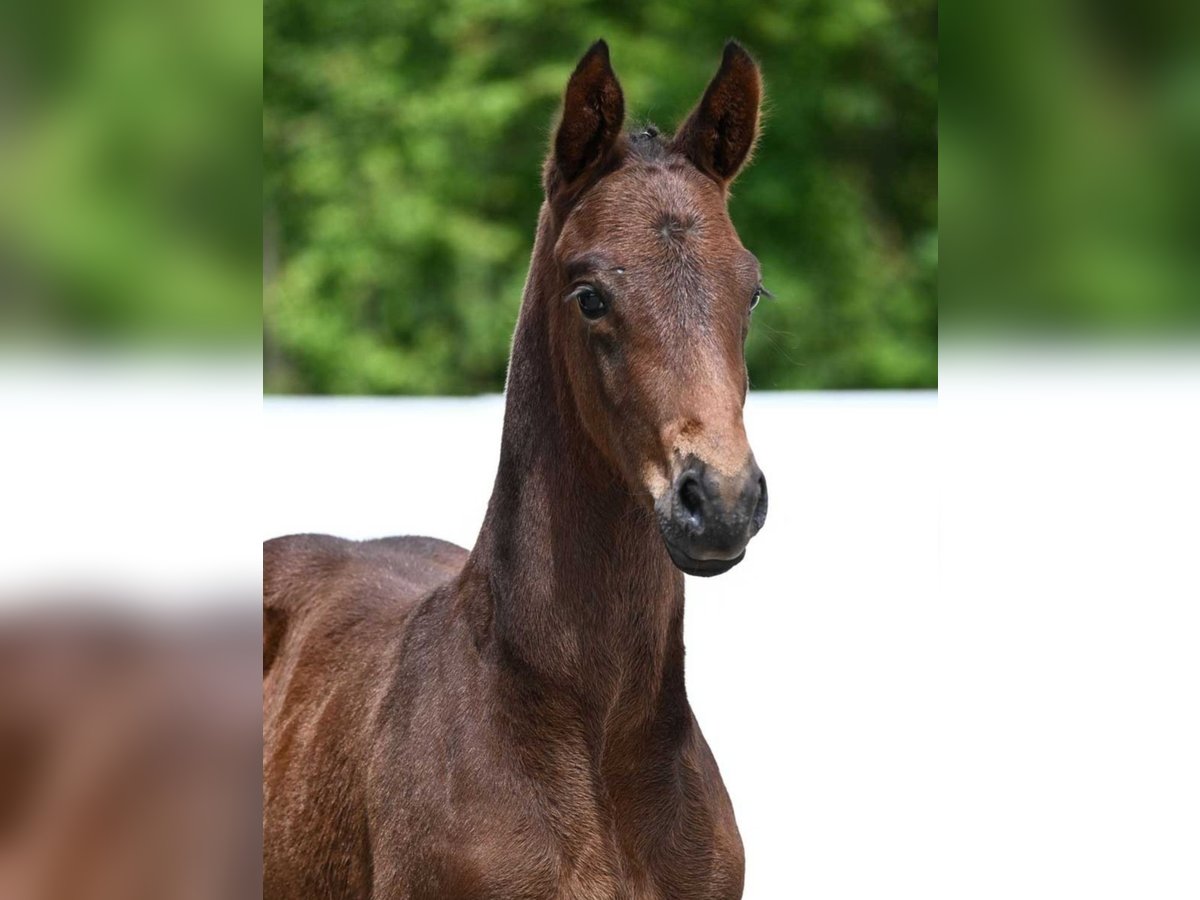 Cheval de sport allemand Étalon Poulain (05/2024) Bai brun in Römerstein