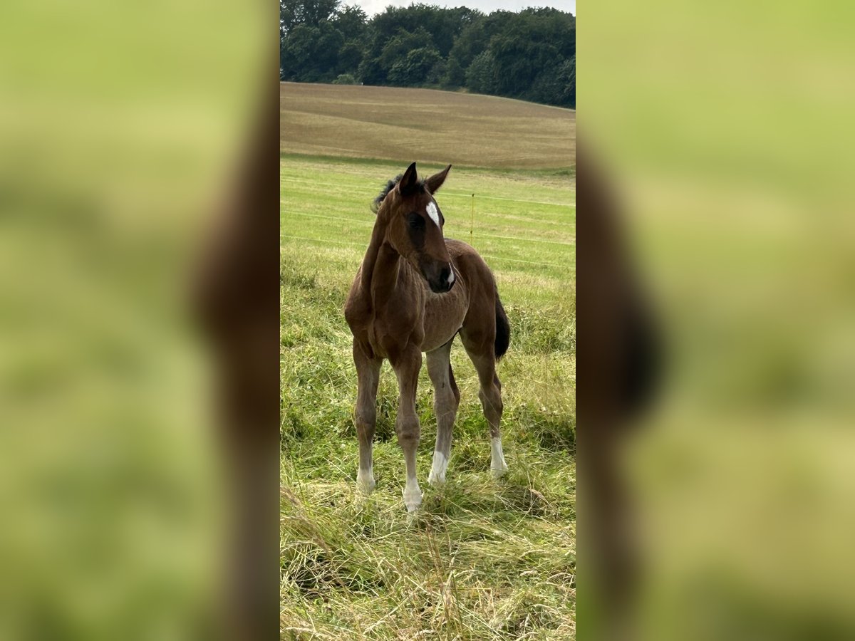 Cheval de sport allemand Étalon Poulain (04/2024) Bai brun in Heistenbach