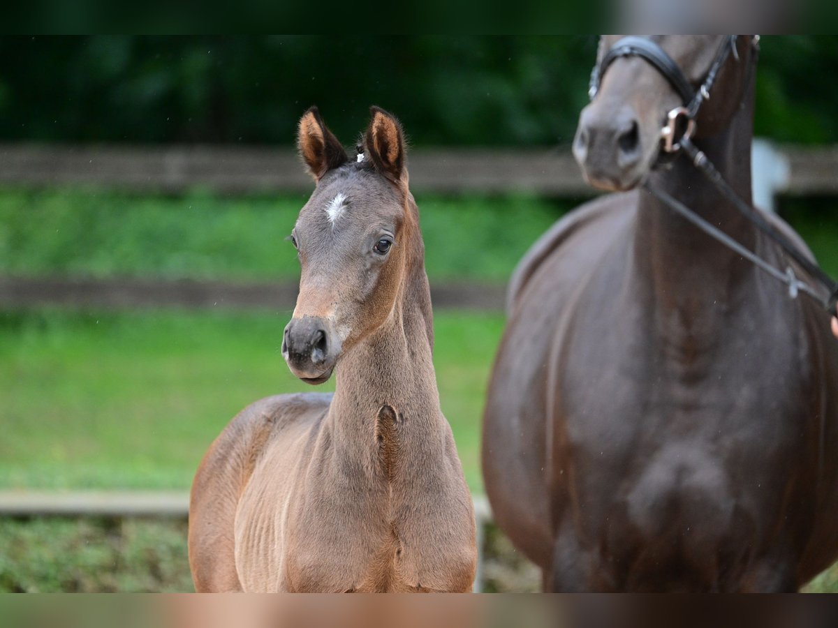 Cheval de sport allemand Étalon Poulain (05/2024) Bai brun in Magdeburg