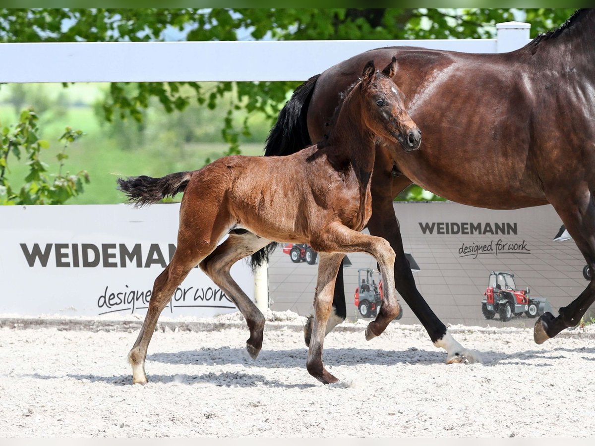 Cheval de sport allemand Étalon Poulain (04/2025) Bai brun in Gomadingen