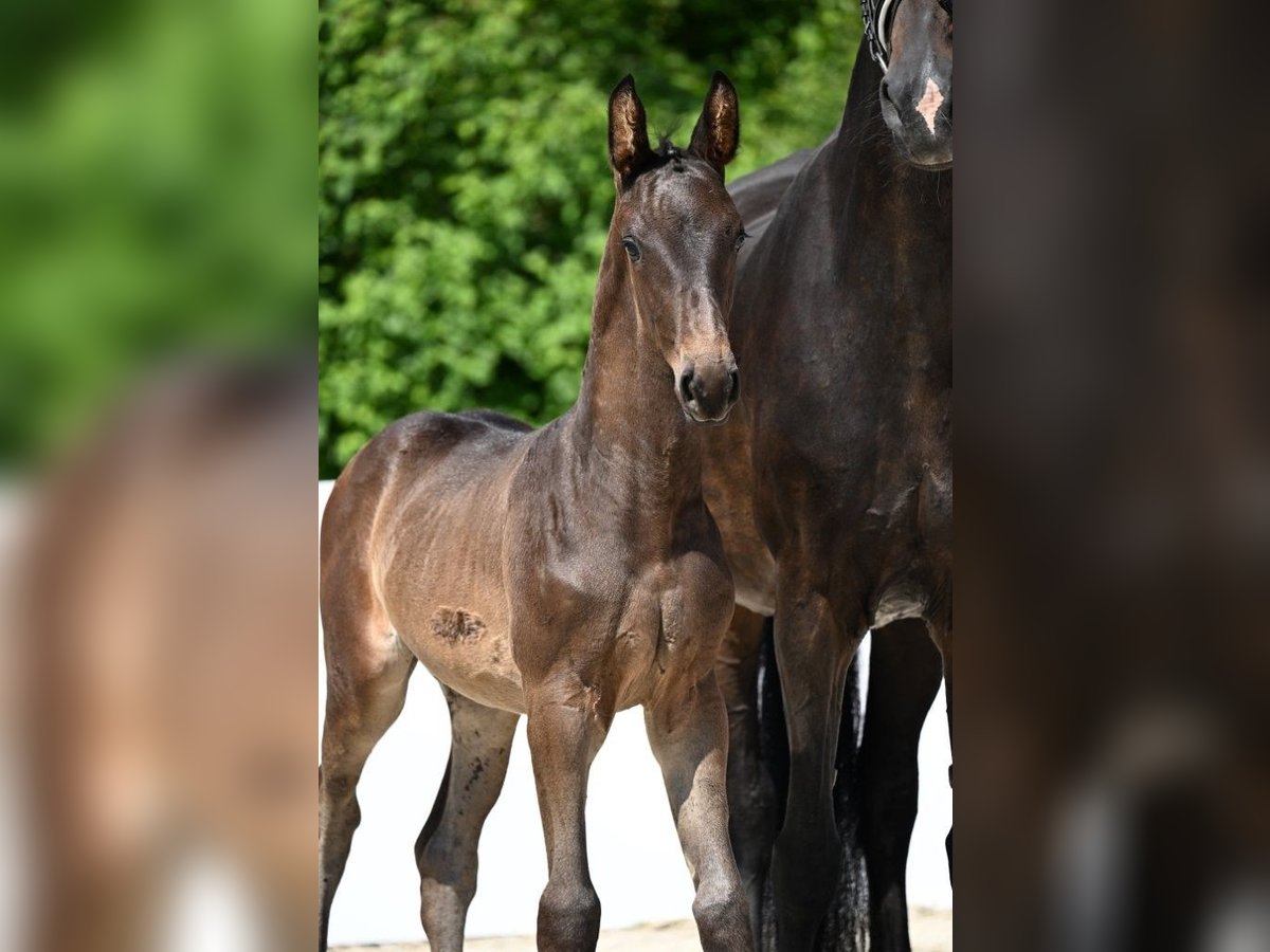 Cheval de sport allemand Étalon  Bai brun in Illertissen