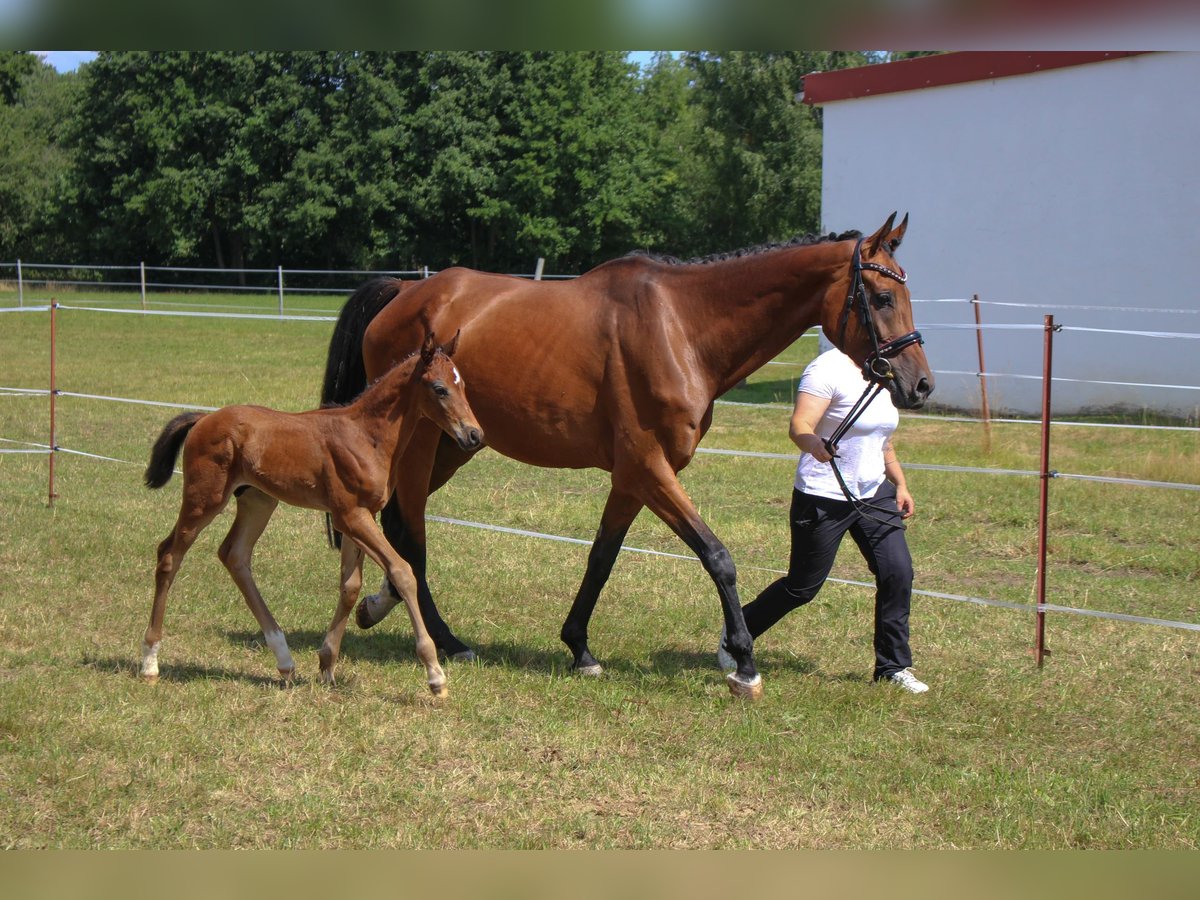 Cheval de sport allemand Étalon Poulain (06/2025) Bai brun in Mulda