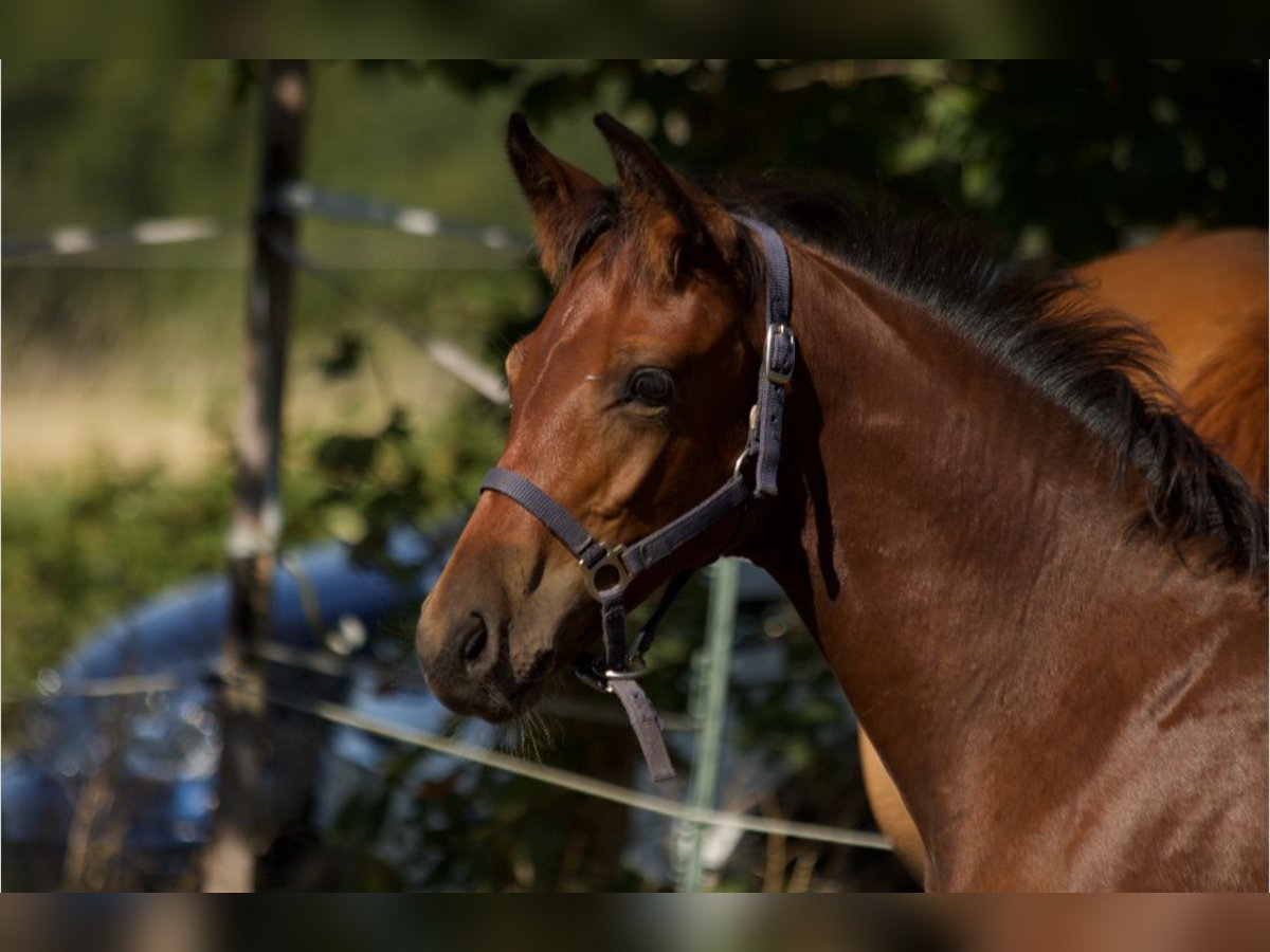 Cheval de sport allemand Étalon Poulain (05/2025) Bai brun in Fu&#xDF;g&#xF6;nheim