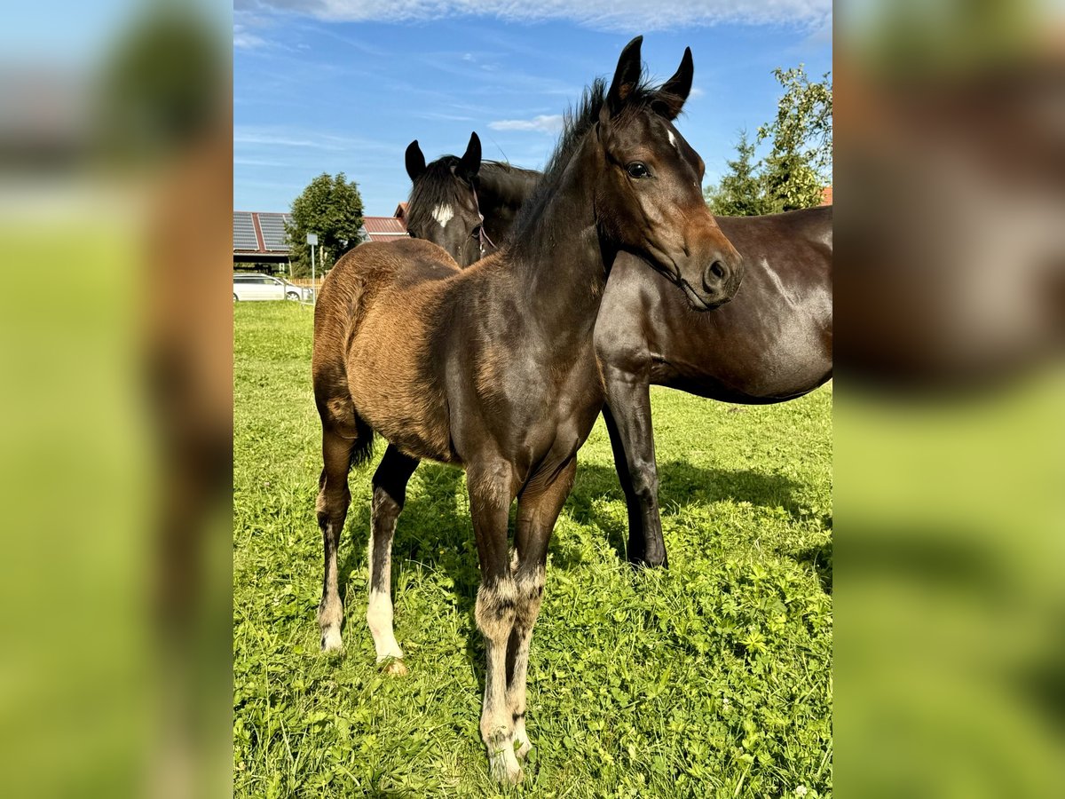 Cheval de sport allemand Étalon Poulain (04/2024) Bai brun foncé in Fronhofen