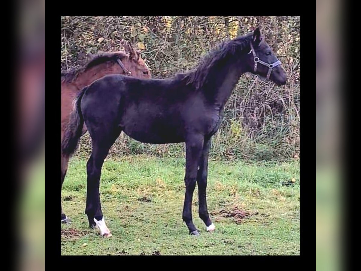 Cheval de sport allemand Étalon Poulain (05/2025) Bai brun foncé in Gardelegen