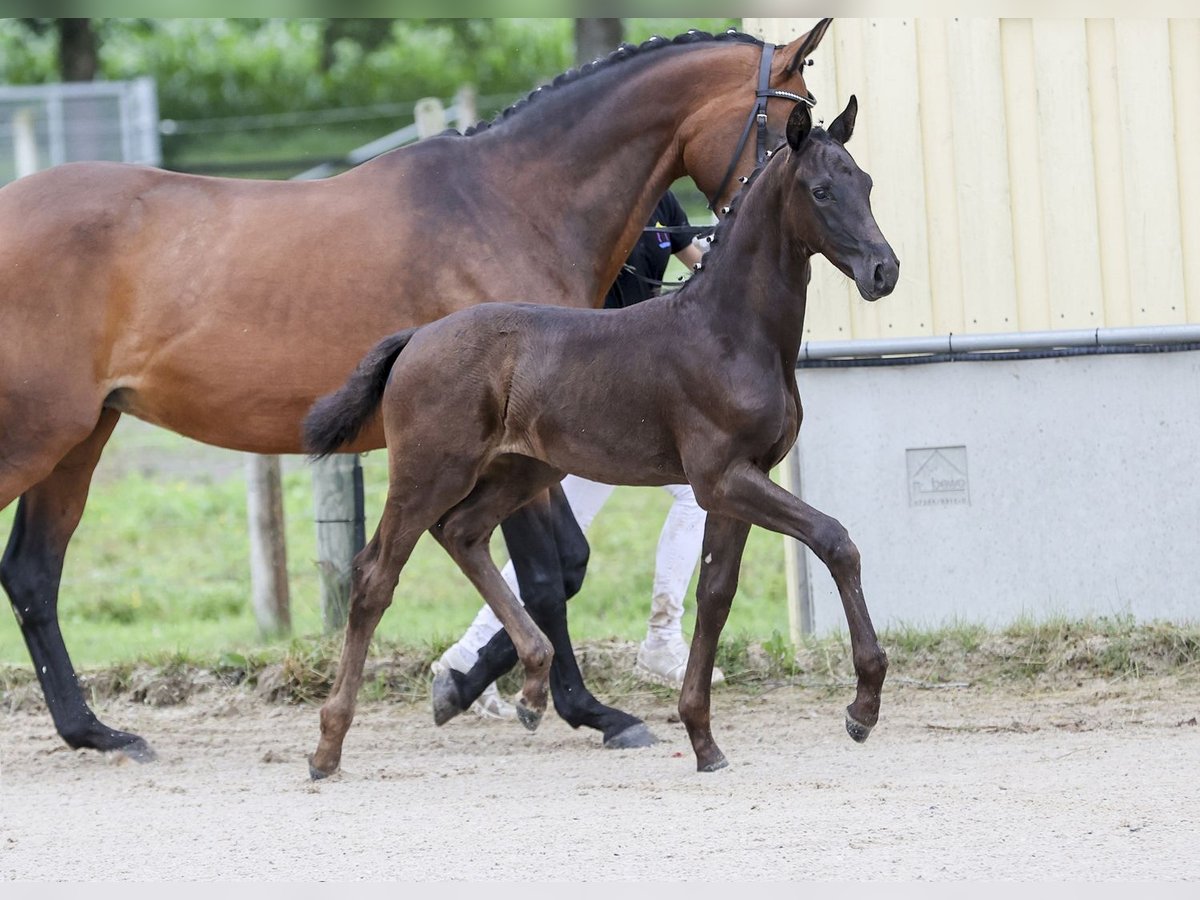 Cheval de sport allemand Étalon Poulain (05/2024) Bai brun foncé in Fronhofen