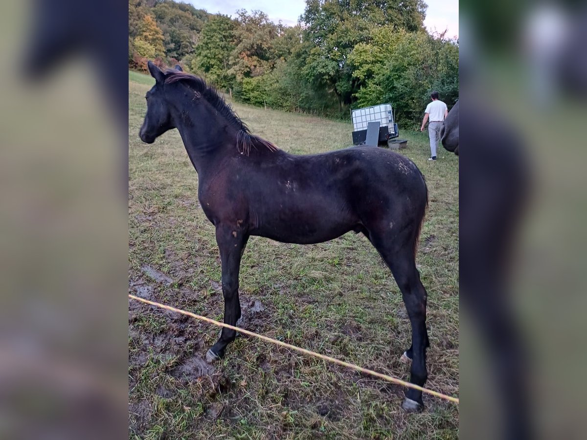 Cheval de sport allemand Étalon Poulain (03/2024) Bai brun foncé in Treffurt