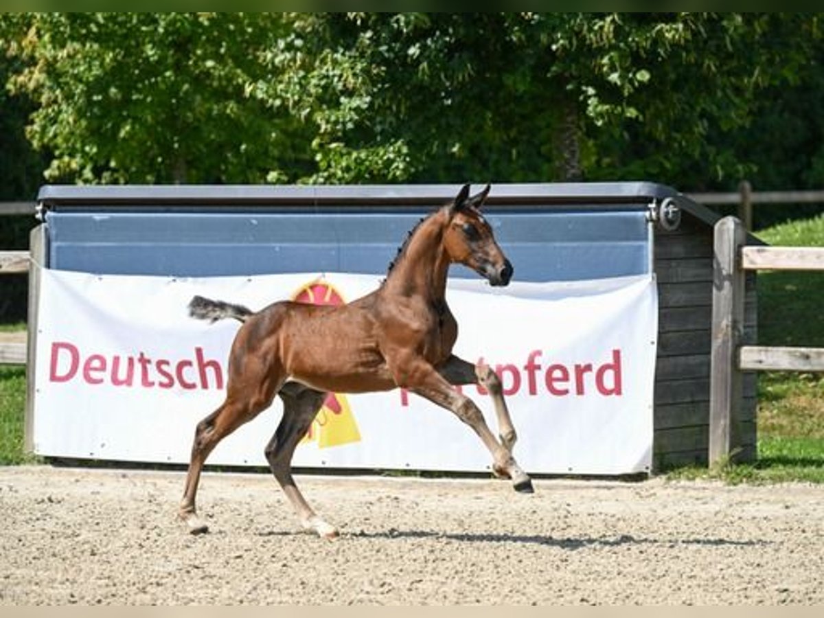 Cheval de sport allemand Étalon  Bai brun foncé in Stallwang