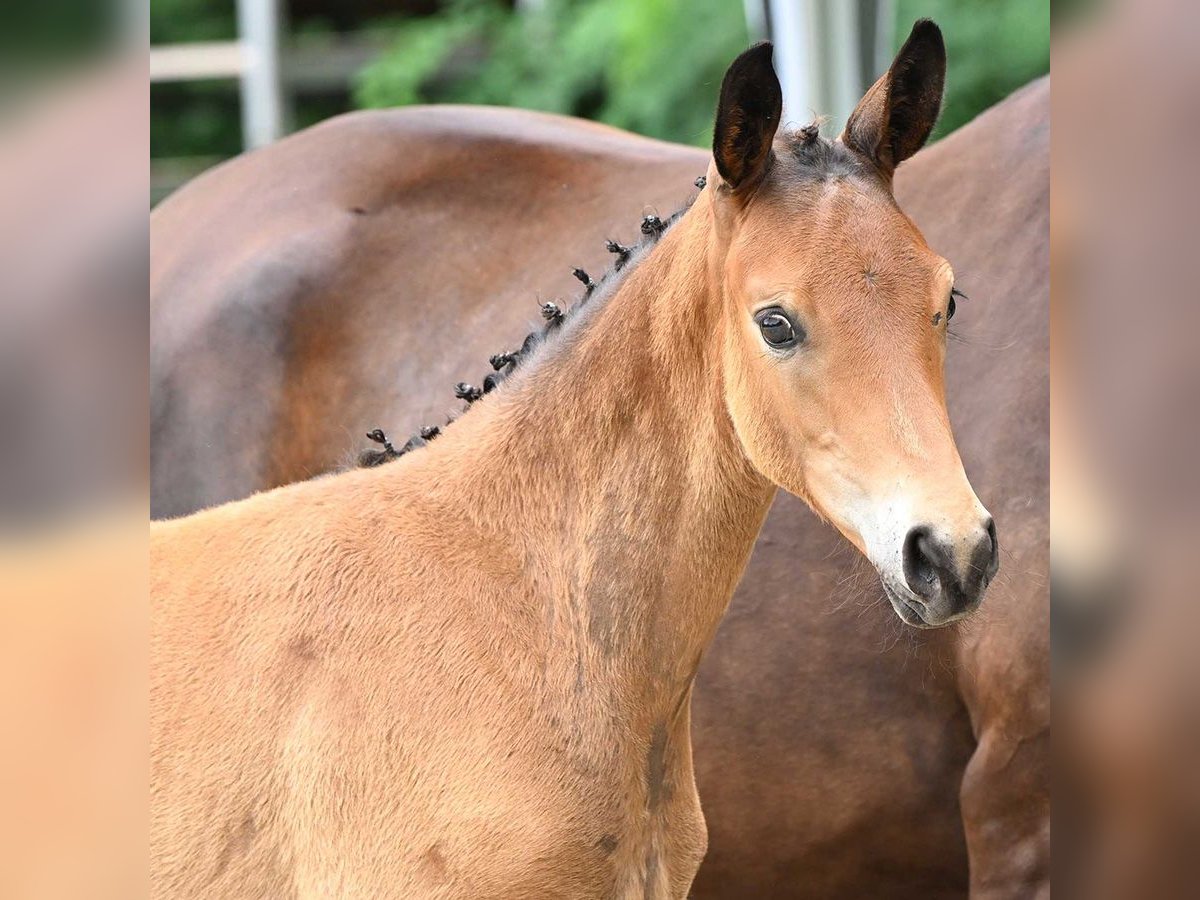 Cheval de sport allemand Étalon Poulain (04/2024) Bai in Bad Bevensen