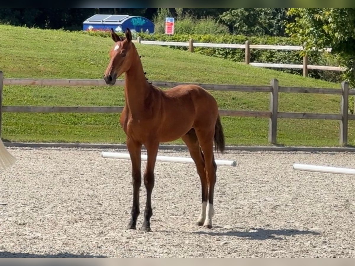 Cheval de sport allemand Étalon Poulain (04/2024) Bai in Beutelsbach/Anham