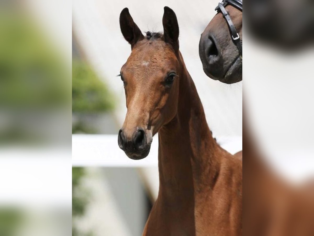 Cheval de sport allemand Étalon Poulain (03/2024) Bai in Leutra