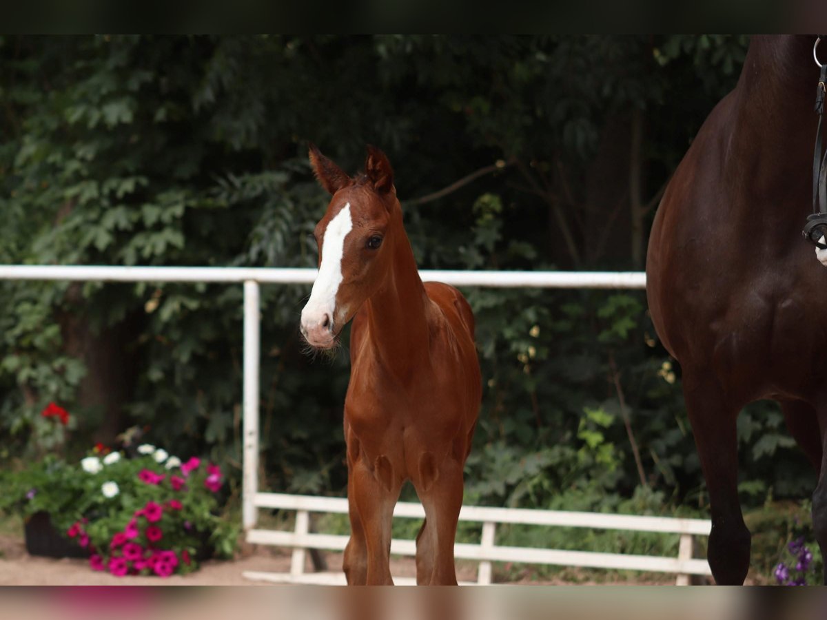 Cheval de sport allemand Étalon Poulain (06/2024) Bai in Moritzburg