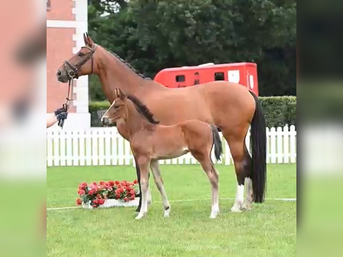 Cheval de sport allemand Étalon Poulain (05/2025) Bai in Hohenhameln