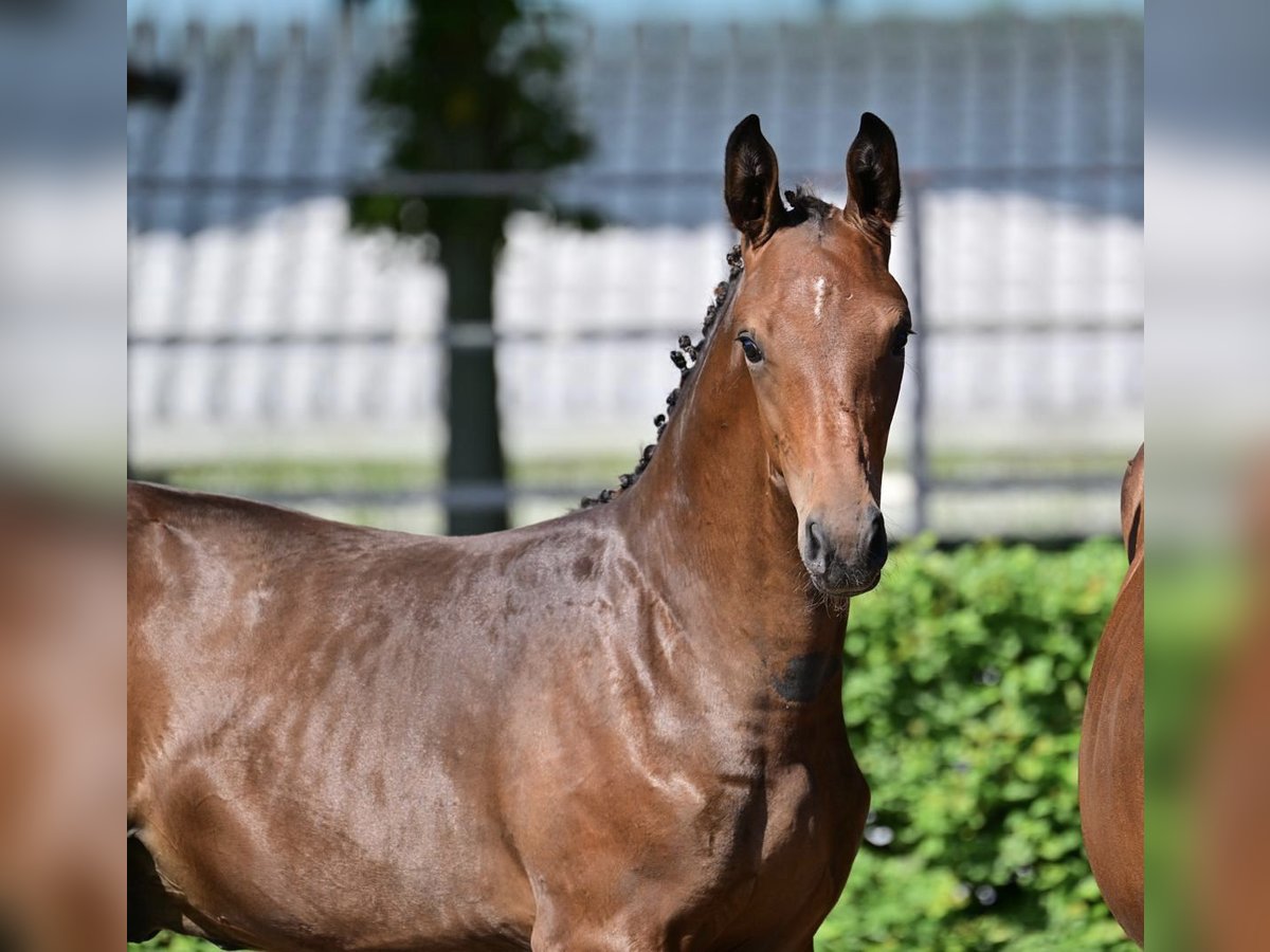 Cheval de sport allemand Étalon Poulain (04/2024) Bai in Magdeburg