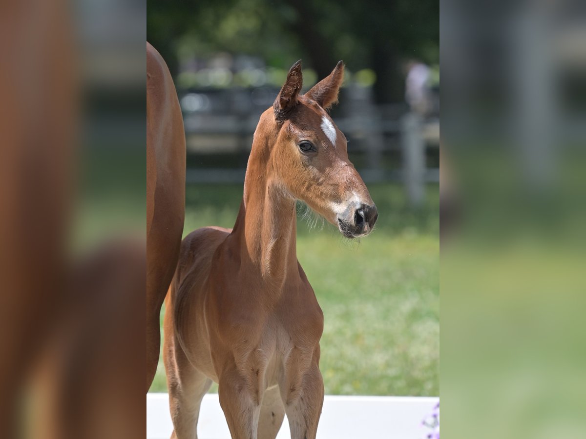 Cheval de sport allemand Étalon  Bai in H&#xFC;tschenhausen