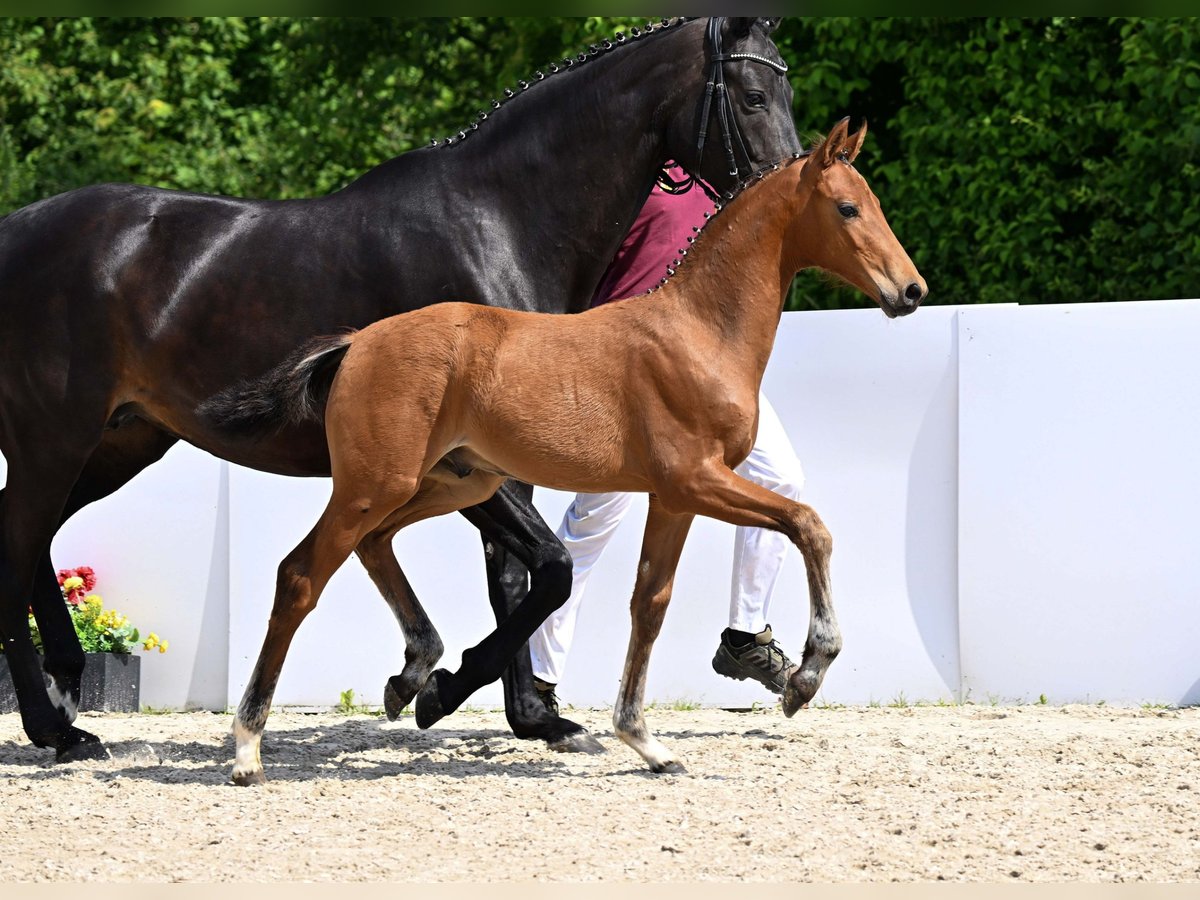 Cheval de sport allemand Étalon Poulain (03/2025) Bai in Gomadingen