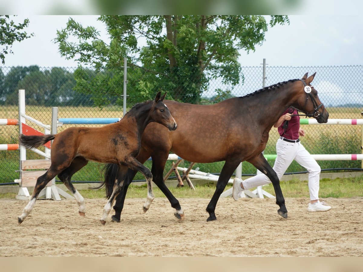 Cheval de sport allemand Étalon Poulain (04/2024) Bai in Neißeaue