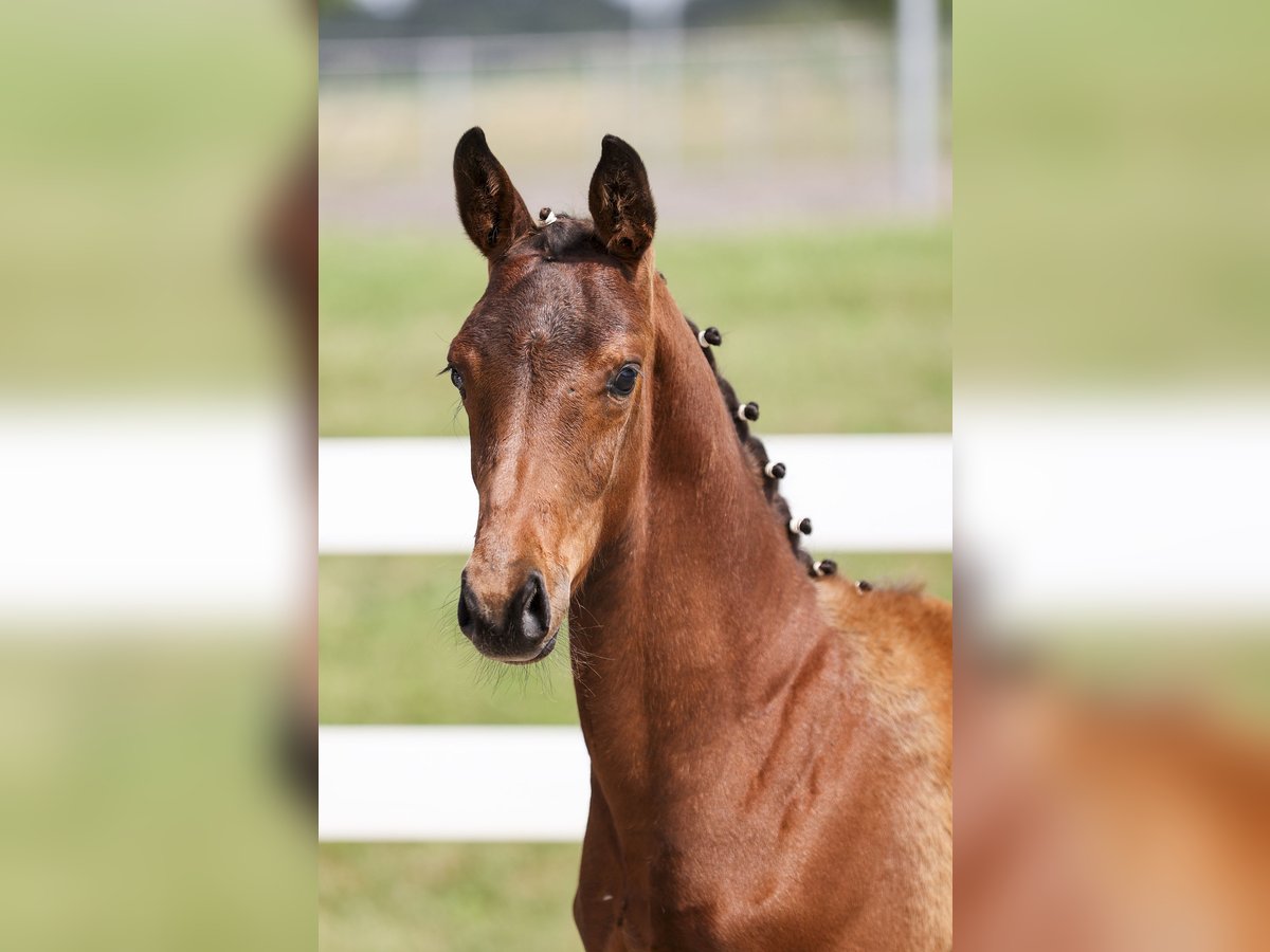 Cheval de sport allemand Étalon Poulain (03/2025) Bai in Rot an der Rot