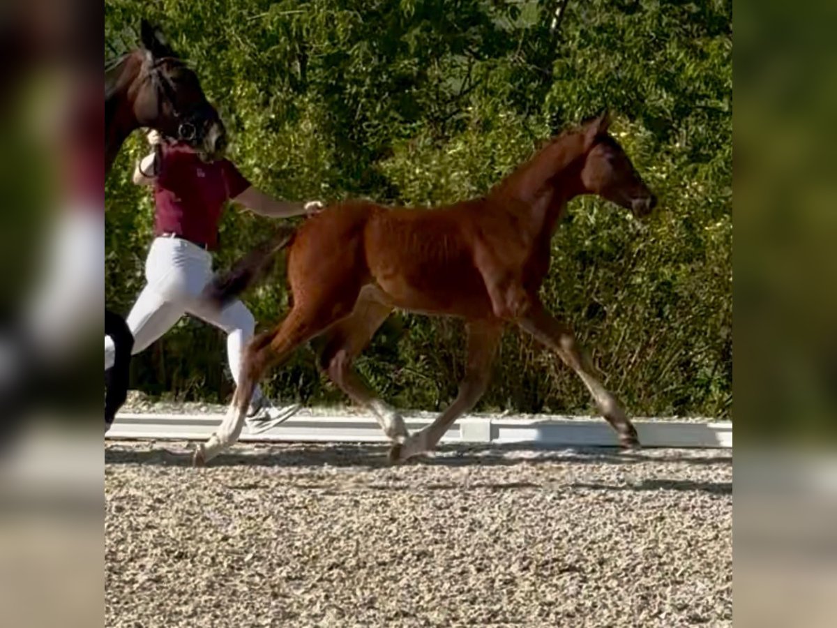 Cheval de sport allemand Étalon Poulain (03/2025) Bai in Schleibnitz