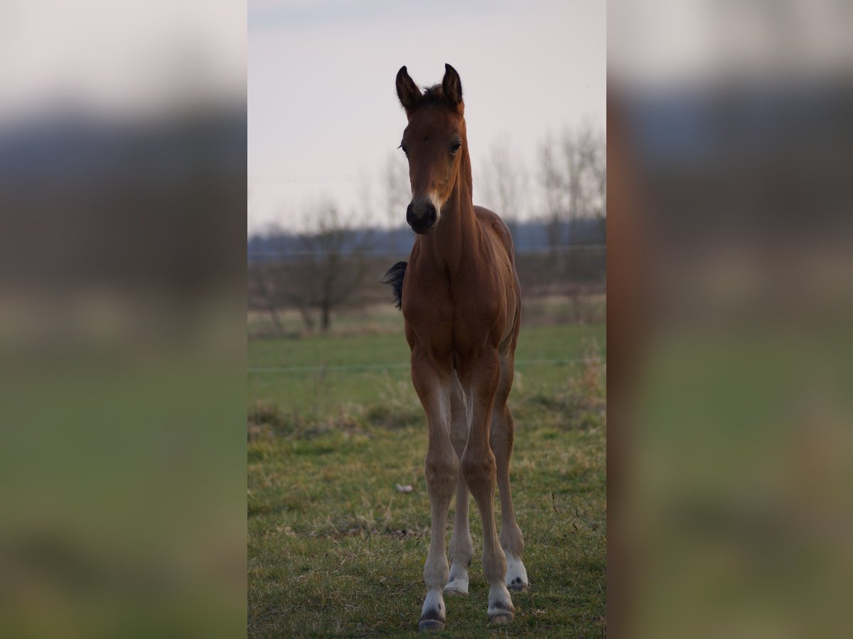 Cheval de sport allemand Étalon  Bai in Zerbst