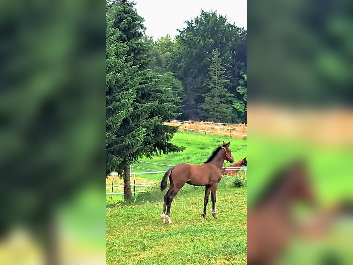Cheval de sport allemand Étalon Poulain (04/2025) Bai in Burgst&#xE4;dt