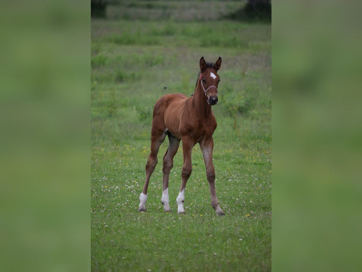 Cheval de sport allemand Étalon Poulain (05/2025) Bai in Kietz