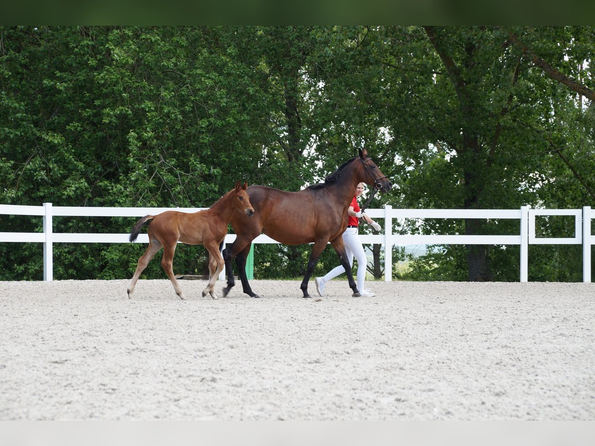 Cheval de sport allemand Étalon Poulain (04/2025) Bai in Saalfeld
