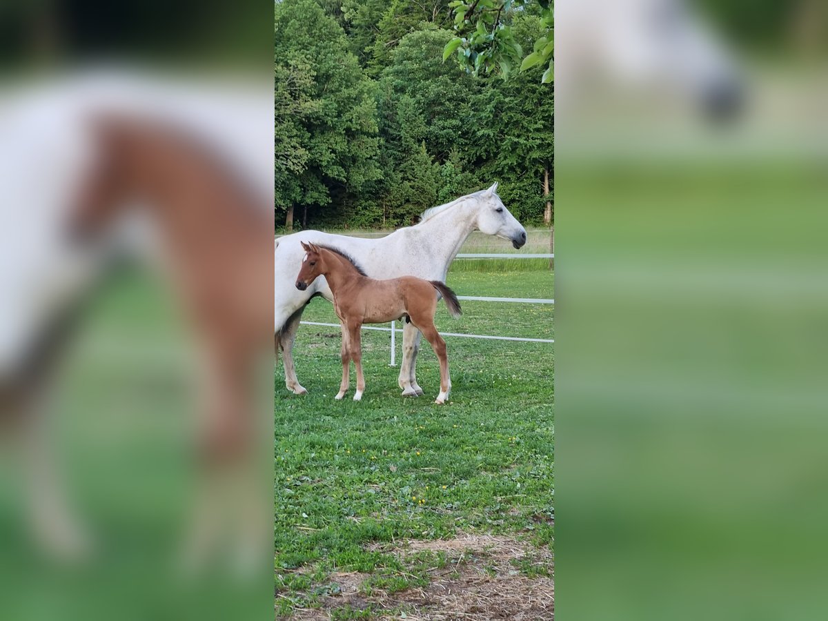 Cheval de sport allemand Étalon  Bai in Berg