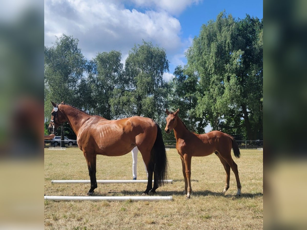 Cheval de sport allemand Étalon  Bai in Milower Land
