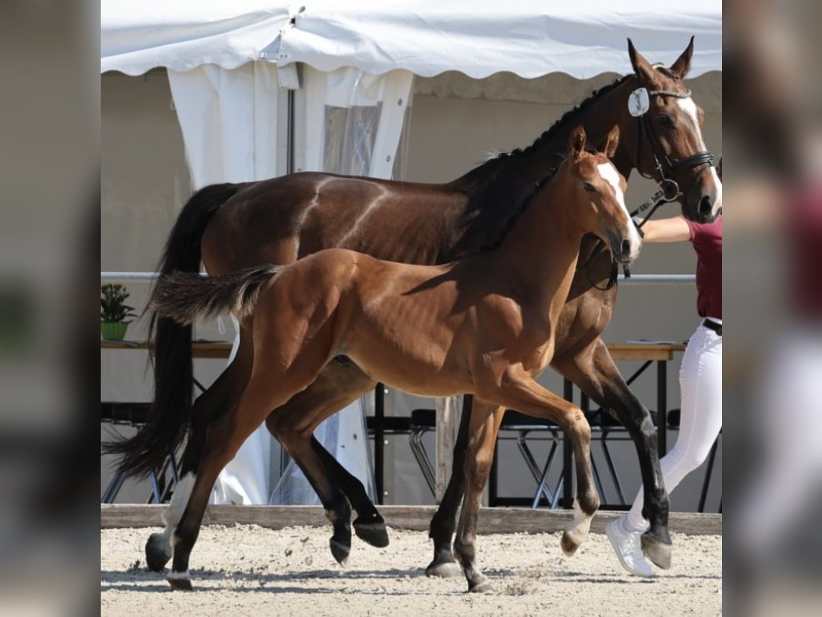 Cheval de sport allemand Étalon  Bai in Walzbachtal