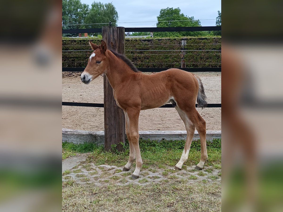 Cheval de sport allemand Étalon  Bai in Sonnewalde