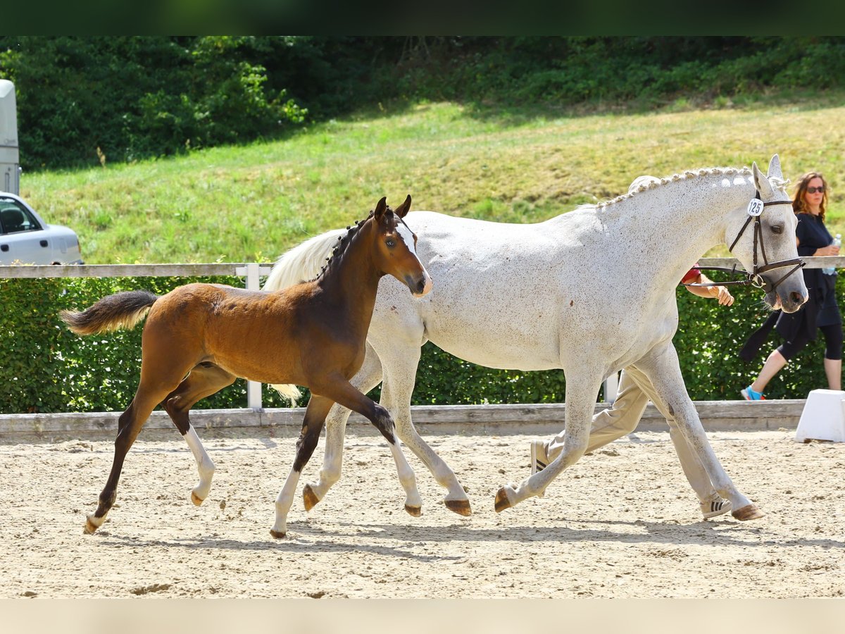 Cheval de sport allemand Étalon Poulain (04/2023) Bai in Thalberg