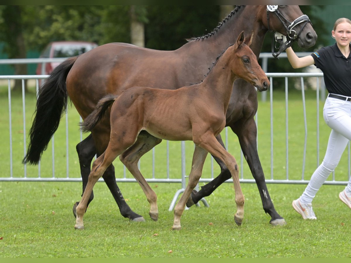 Cheval de sport allemand Étalon Poulain (05/2024) Bai in Fronhofen