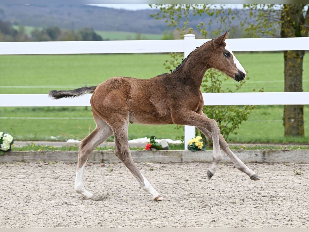 Cheval de sport allemand Étalon Poulain (03/2024) Bai in Fronhofen