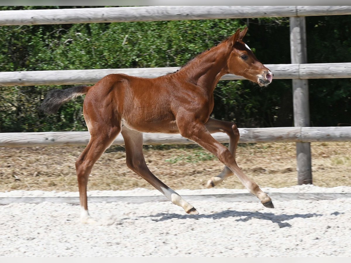 Cheval de sport allemand Étalon Poulain (06/2025) Bai in Gomadingen