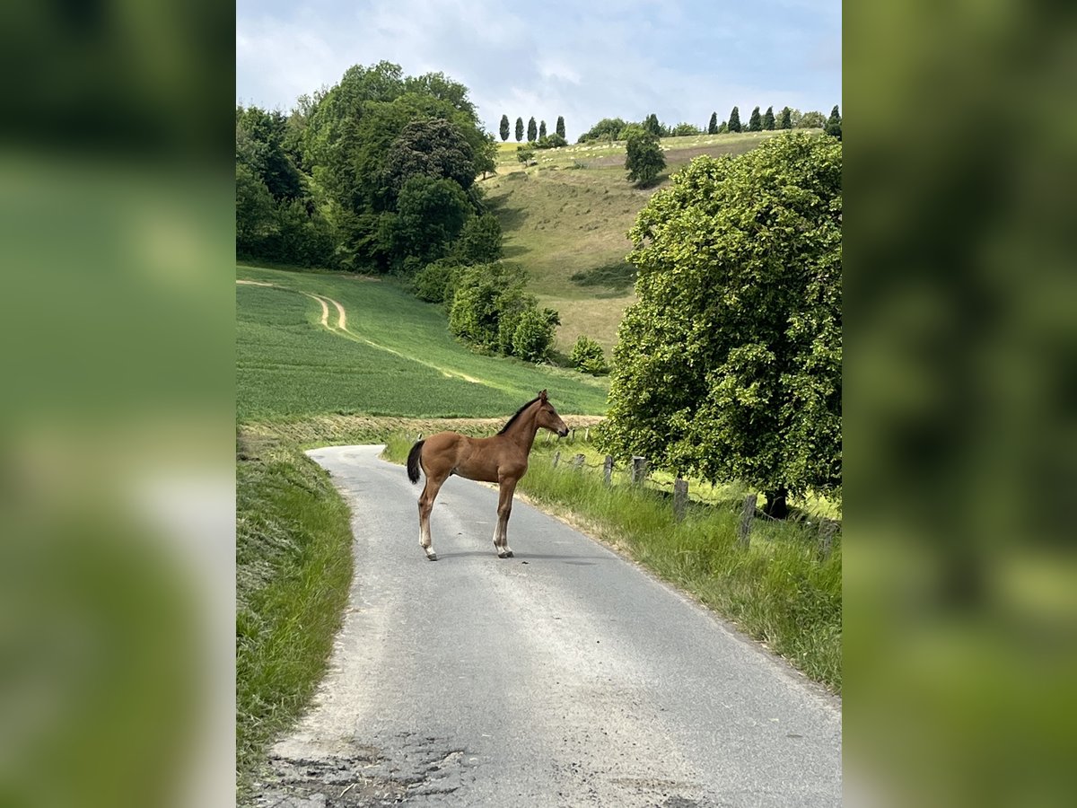 Cheval de sport allemand Étalon Poulain (03/2025) Bai in H&#xF6;xter