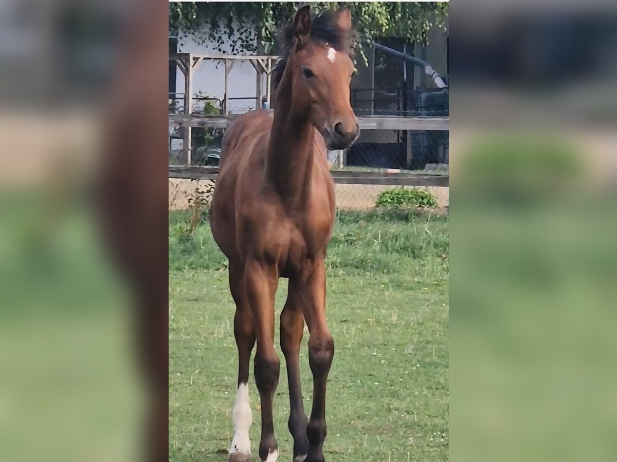 Cheval de sport allemand Étalon Poulain (03/2025) Bai in Selke-AUE