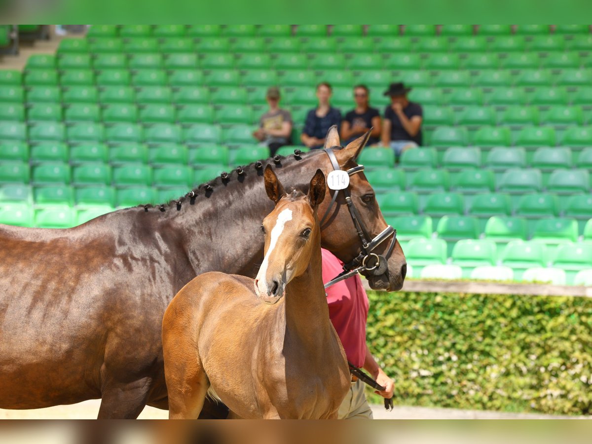 Cheval de sport allemand Étalon Poulain (04/2024) Bai in Thalberg