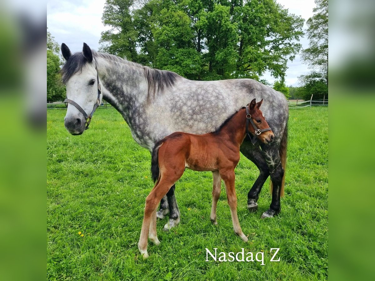 Cheval de sport allemand Étalon Poulain (05/2025) Bai in Luckau