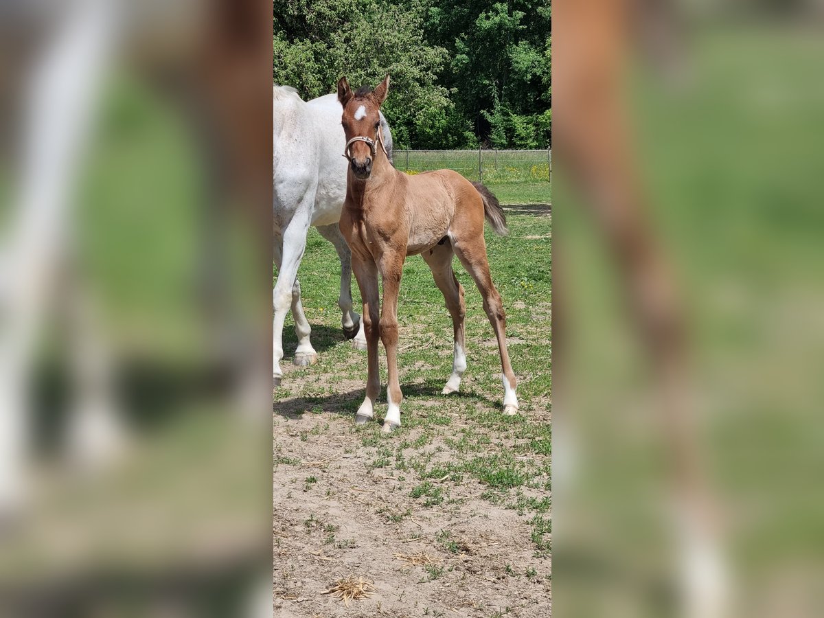 Cheval de sport allemand Étalon  Bai clair in Berg