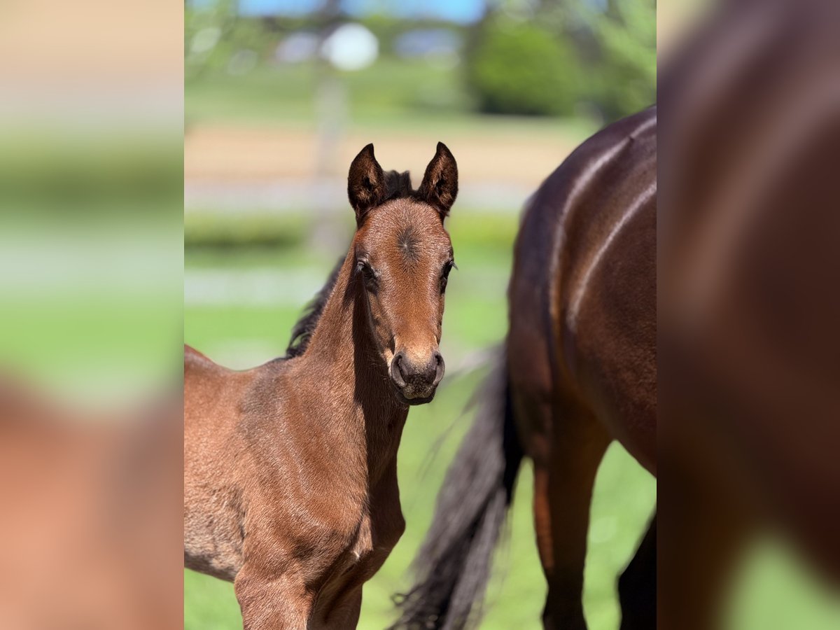 Cheval de sport allemand Étalon  in Leibertingen