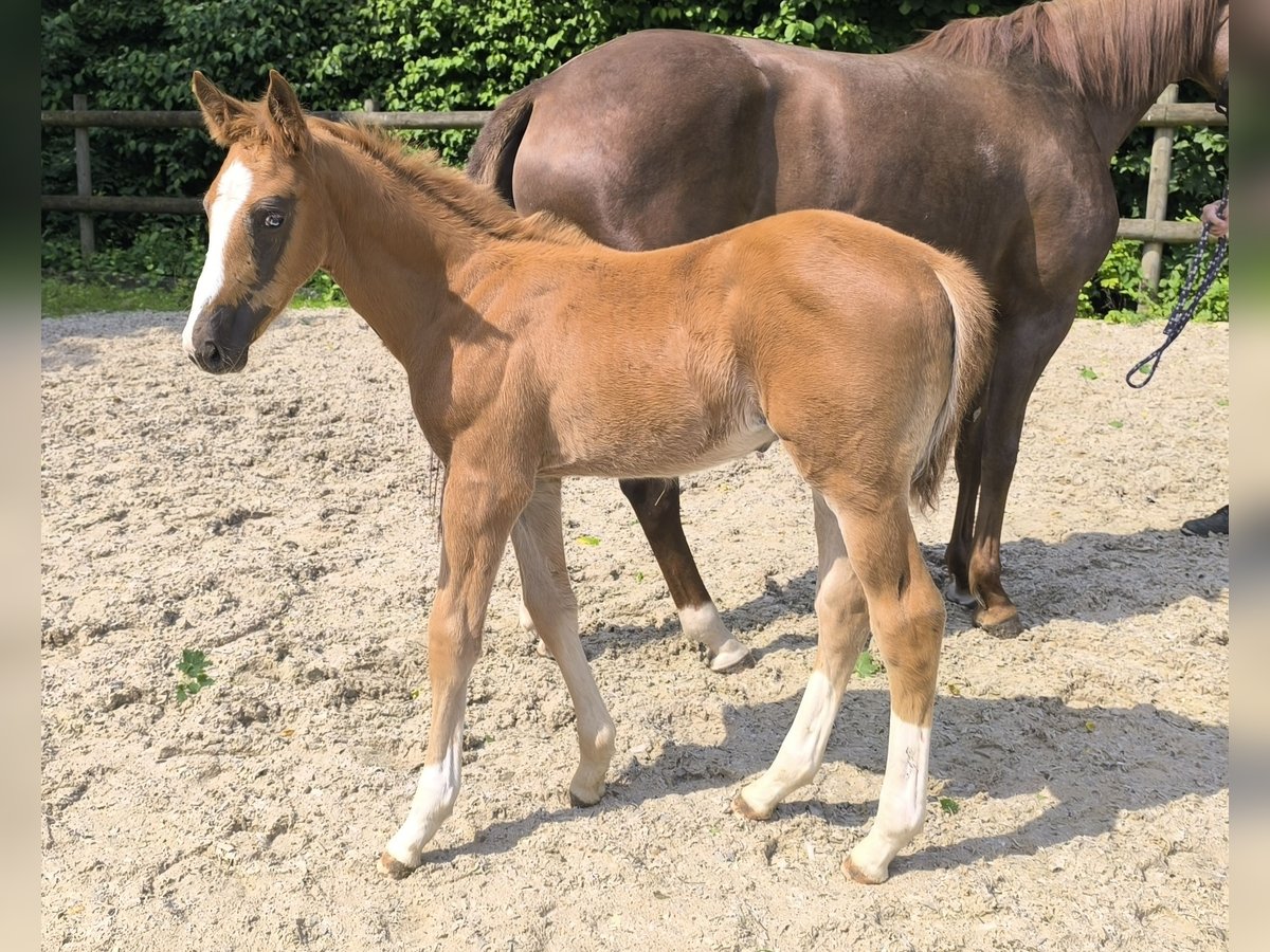 Cheval de sport allemand Étalon Poulain (04/2025) in Frankenhardt