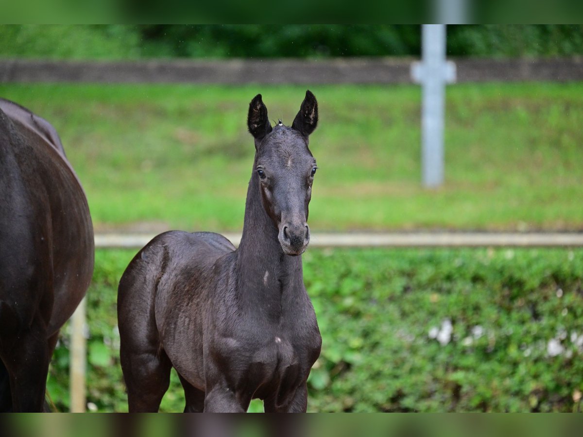 Cheval de sport allemand Étalon  Noir in Bismark (Altmark)